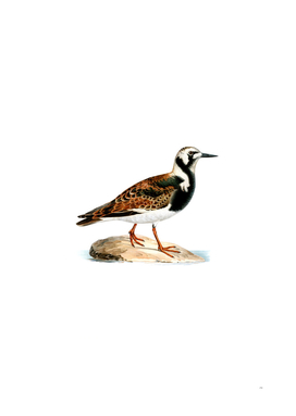 Vintage Ruddy Turnstone Bird Illustration