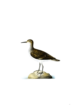 Vintage Sandpiper Bird Illustration