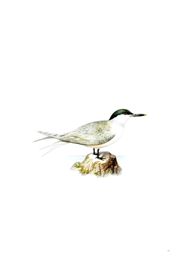 Vintage Sandwich Tern Bird Illustration