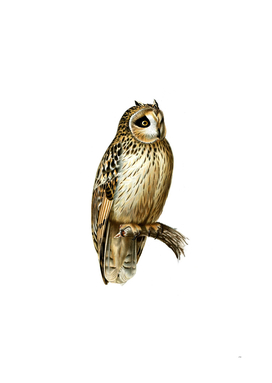 Vintage Short Eared Owl Bird Illustration
