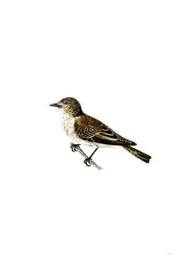 Vintage Spotted Flycatcher Bird Illustration