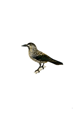 Vintage Spotted Nutcracker Bird Illustration
