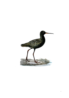 Vintage Spotted Redshank Bird Illustration
