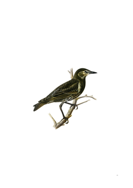 Vintage Starling Bird Illustration