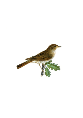 Vintage Thrush Nightingale Bird Illustration