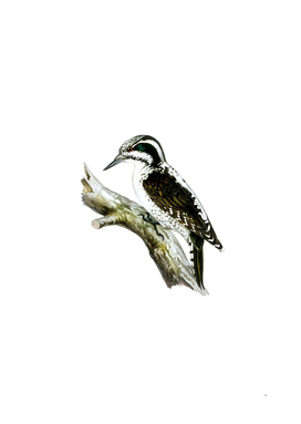 Vintage Three Toed Woodpecker Bird Illustration