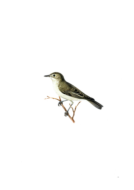 Vintage Tree Warbler Bird Illustration