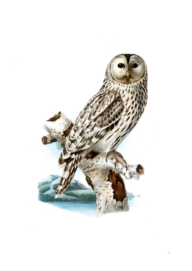 Vintage Ural Owl Bird Illustration