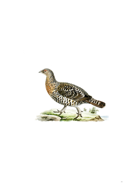 Vintage Western Capercaillie Bird Illustration