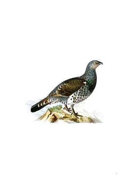 Vintage Western Capercaillie Bird Illustration