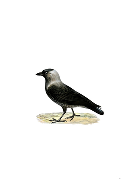 Vintage Western Jackdaw Bird Illustration