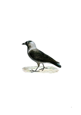 Vintage Western Jackdaw Bird Illustration