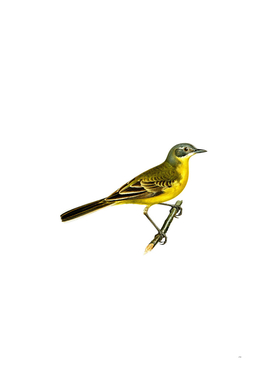 Vintage Western Yellow Wagtail Bird Illustration