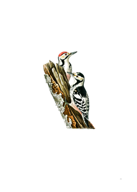 Vintage White Backed Woodpecker Bird Illustration