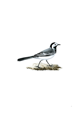 Vintage White Wagtail Bird Illustration