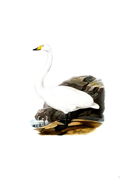 Vintage Whooper Swan Bird Illustration