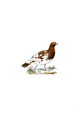 Vintage Willow Ptarmigan Bird Illustration