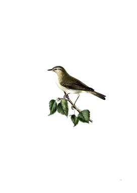 Vintage Willow Warbler Bird Illustration