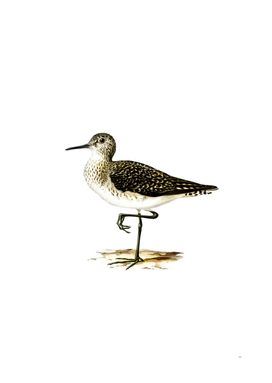 Vintage Wood Sandpiper Bird Illustration