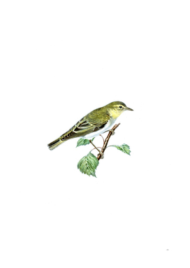 Vintage Wood Warbler Bird Illustration