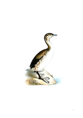Vintage Young Horned Grebe Bird Illustration
