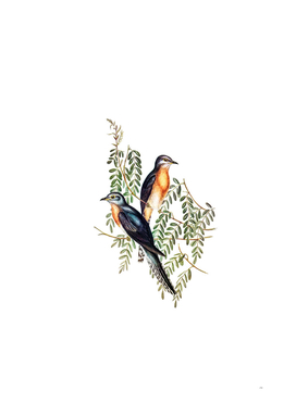 Vintage Ash Coloured Cuckoo Bird Illustration