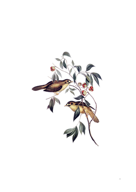 Vintage Australian Bell Bird Illustration