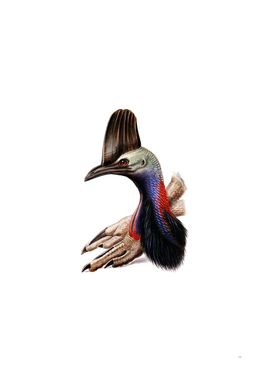 Vintage Australian Cassowary Bird Illustration