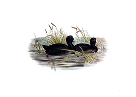 Vintage Australian Coot Bird Illustration