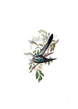 Vintage Australian Cuckoo Bird Illustration