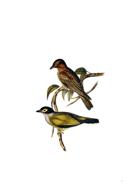 Vintage Australian Figbird Bird Illustration