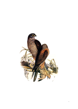 Vintage Australian Goshawk Bird Illustration