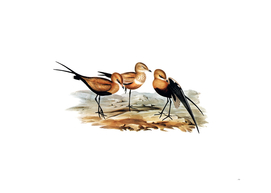 Vintage Australian Pratincole Bird Illustration