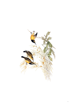 Vintage Australian Sunbird Bird Illustration