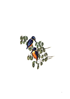 Vintage Azure Kingfisher Bird Illustration