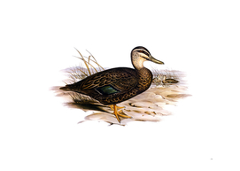 Vintage Australian Wild Duck Bird Illustration