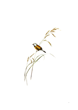 Vintage Banded Grass Finch Bird Illustration