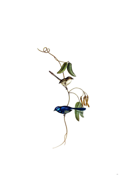Vintage Banded Wren Bird Illustration