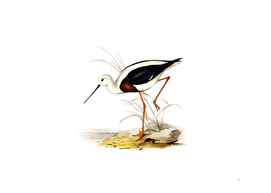 Vintage Banded Stilt Bird Illustration