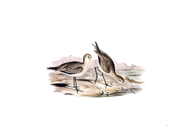 Vintage Barred Rumped Godwit Bird Illustration