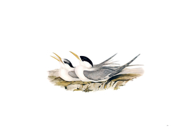 Vintage Bass's Straits Tern Bird Illustration