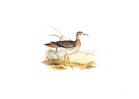Vintage Bartram's Sandpiper Bird Illustration