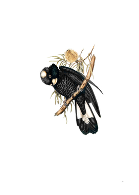 Vintage Baudin's Black Cockatoo Bird Illustration