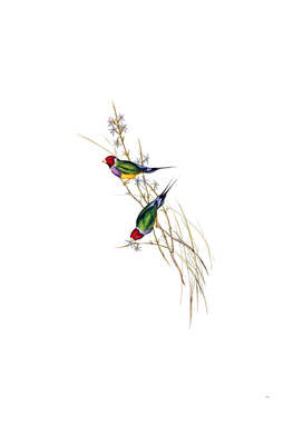Vintage Beautiful Grass Finch Bird Illustration