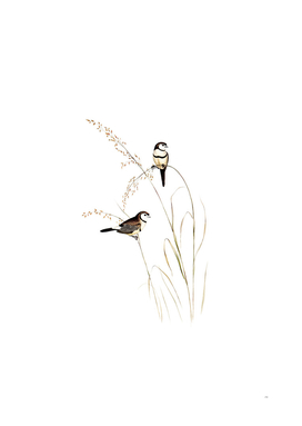 Vintage Bicheno’s Finch Bird Illustration