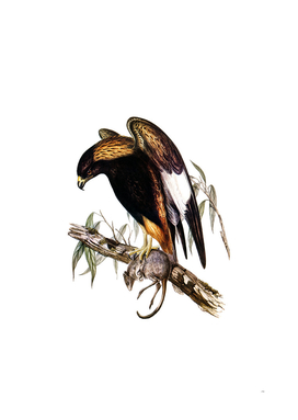 Vintage Black Breasted Buzzard Bird Illustration