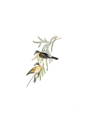 Vintage Black Eared Cuckoo Bird Illustration