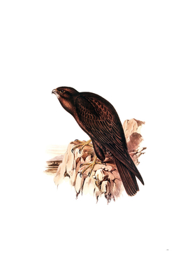 Vintage Black Falcon Bird Illustration