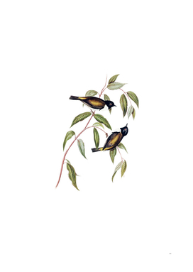 Vintage Black Headed Honeyeater Bird Illustration