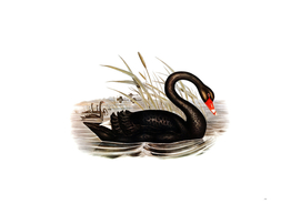 Vintage Black Swan Bird Illustration